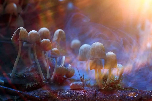 Champignons dans la forêt d'automne — Photo