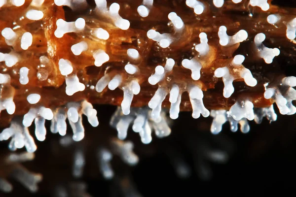 Koral grzyb na drzewie — Zdjęcie stockowe