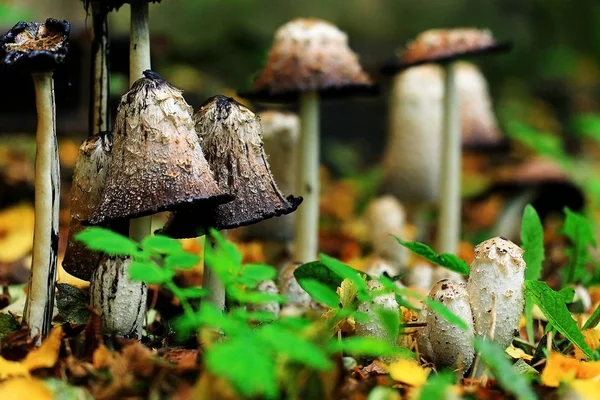 Muchomůrka houby houby — Stock fotografie