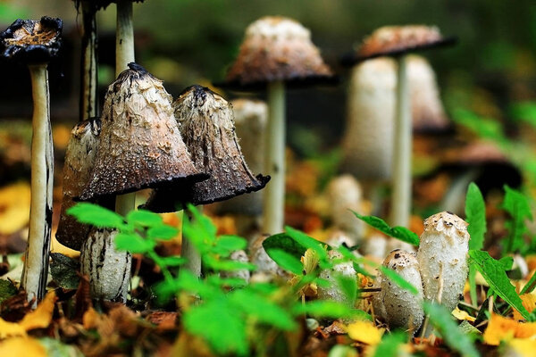 toadstool fungus mushroom