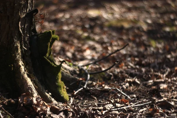 Suelo forestal y tronco de árbol — Foto de Stock