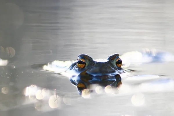 Petite grenouille dans l'eau — Photo