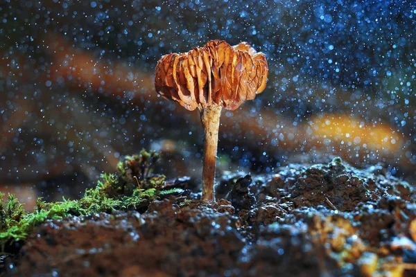 Mushroom  in the autumn forest — Stock Photo, Image