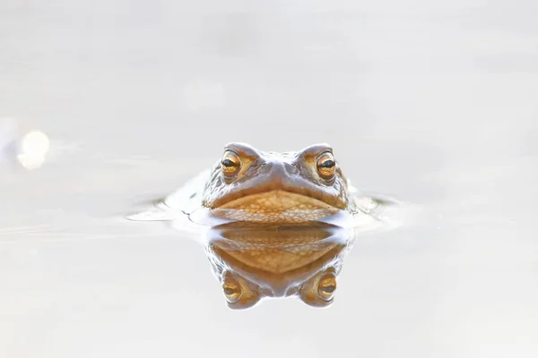 Μικρή βάτραχος στο νερό — Φωτογραφία Αρχείου