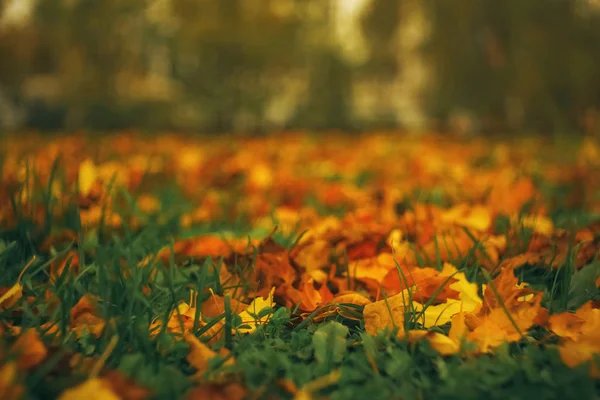 Opadłych liści lon ziemi — Zdjęcie stockowe