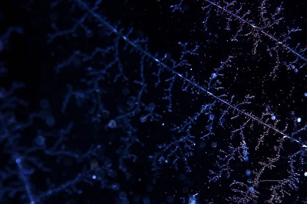 Хурморози та снігові візерунки — стокове фото