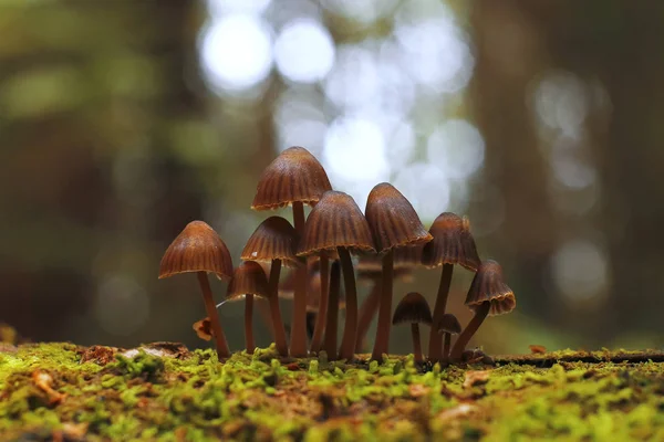 Funghi nella foresta autunnale — Foto Stock