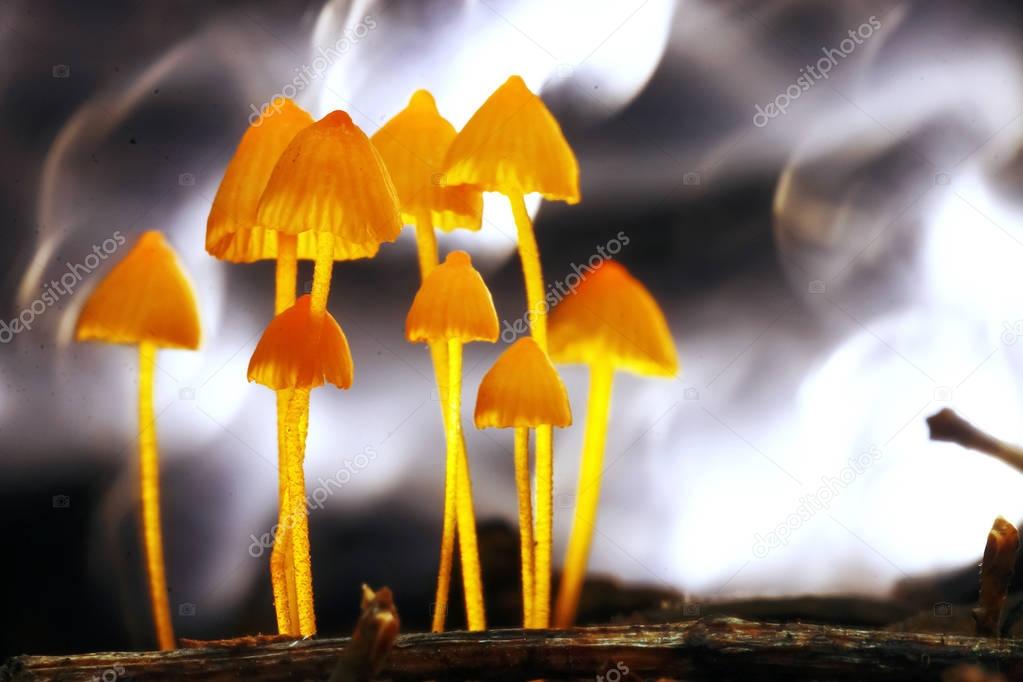 mushrooms  in the autumn forest