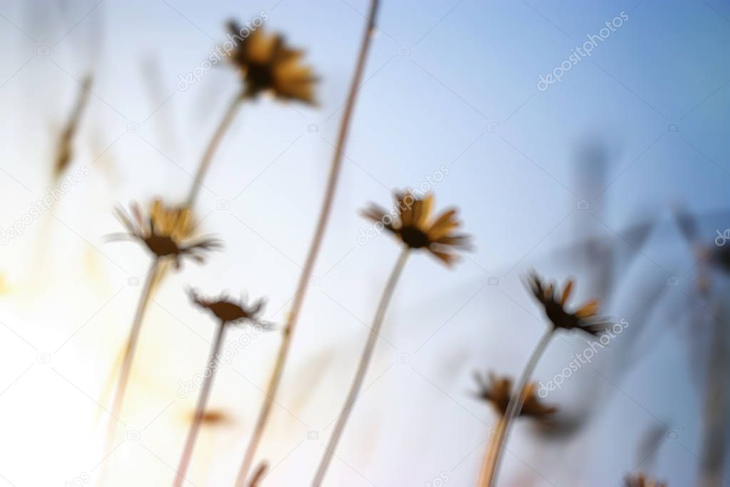 floral Blurred background