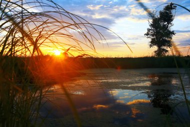 Suyun kenarında günbatımında çimen
