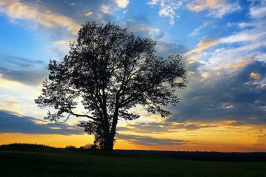 Akşamları alanında çimen