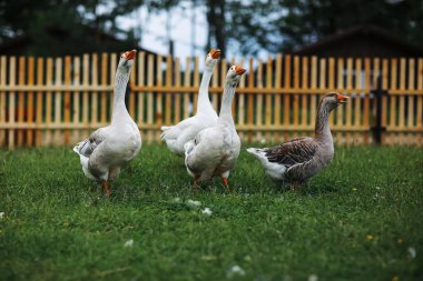 Bir gün bir çiftlikte kaz