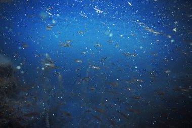 Yosun ve mercan ile deniz dibinin