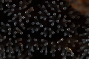 Bir ağaç üzerinde mercan mantar