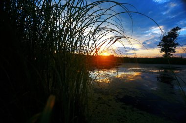 Suyun kenarında günbatımında çimen