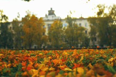 Düşen yapraklar lon yere