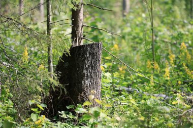 ağaç güdük ve yeşil bitki örtüsü 