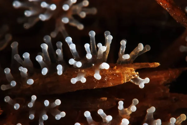 Koral grzyb na drzewie — Zdjęcie stockowe