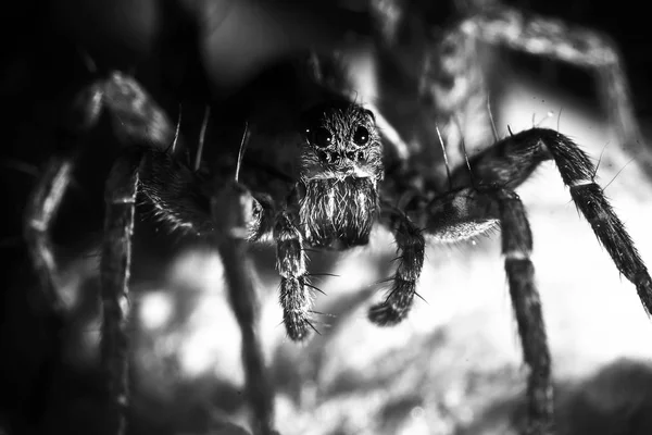 Flauschige Spinne sieht gerade aus — Stockfoto