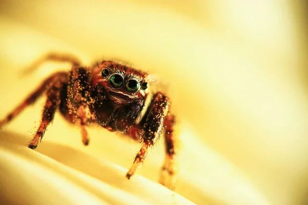 Fluffy spider looks straight — Stock Photo, Image