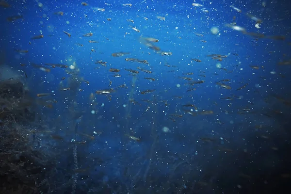 Lecho marino con algas y corales — Foto de Stock