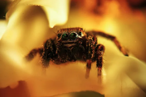 毛茸茸的蜘蛛看起来直 — 图库照片