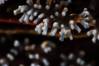 Bir ağaç üzerinde mercan mantar