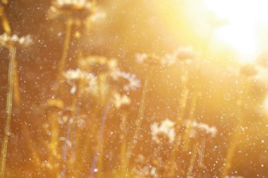 çiçek arka plan bulanık