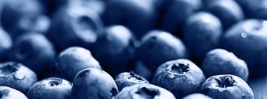  taze orman yaban mersini 