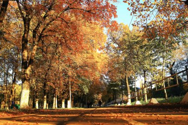 Sonbahar park güneşli havalarda