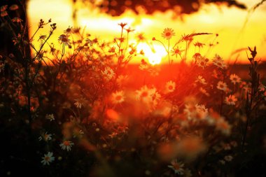 Gün batımında alanında çimen