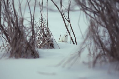 Karda kurumuş çimenler