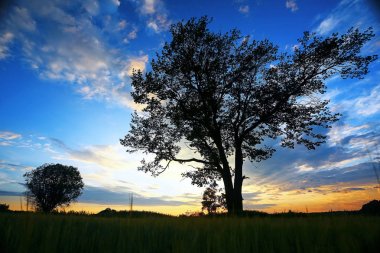 Akşamları alanında çimen