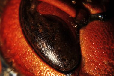 kabarık örümcek düz görünüyor