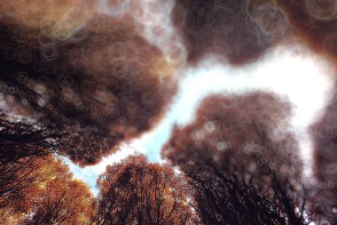 sonbahar Orman ağaçları