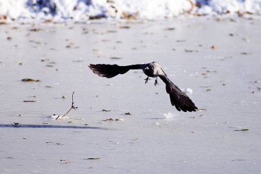 Karga kuş uçan 
