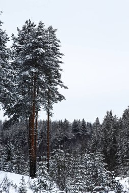 Karla kaplı kış ormanı