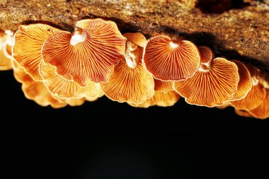 Sonbahar ormanındaki mantarlar