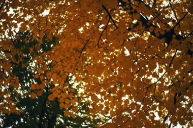 Sonbahar parkında ağaçlar