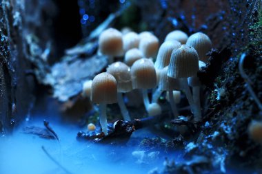 Sonbahar ormanındaki mantarlar