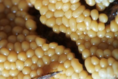 Bir tuval sarı tohum hücrelerinde