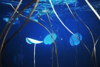 Yosun ve mercan ile deniz dibinin