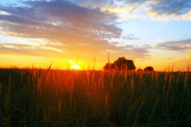 Akşamları alanında çimen