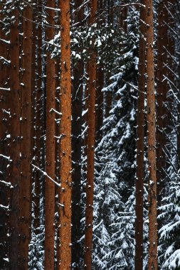 Karla kaplı kış ormanı