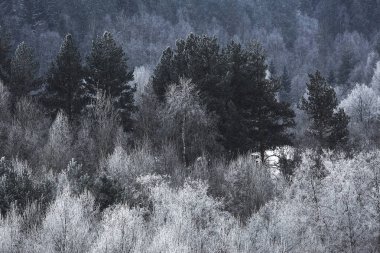 Karla kaplı kış ormanı