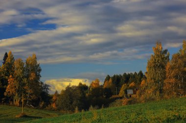 Sonbahar orman alanında