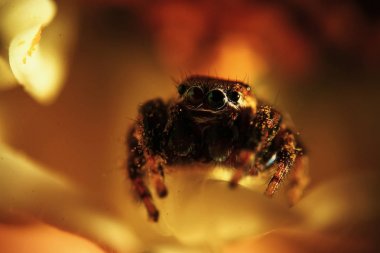 kabarık örümcek düz görünüyor