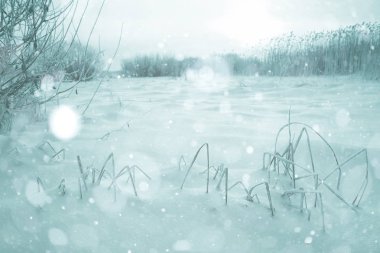 Karda kurumuş çimenler