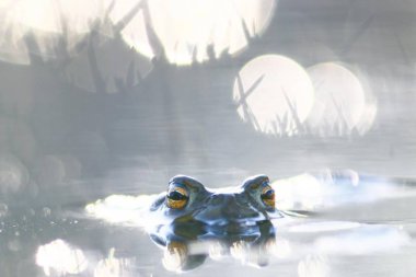 Su küçük kurbağa