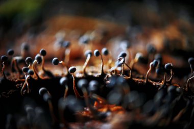 Sonbahar ormanındaki mantarlar